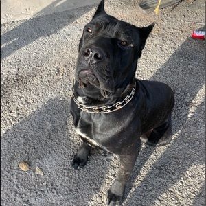 Meet your Posher, Ivan